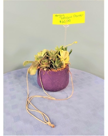 Green Plant - Succulent Garden Hanging Plant
