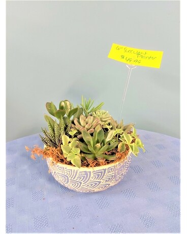 Green Plant - Succulent Garden 3 Plant