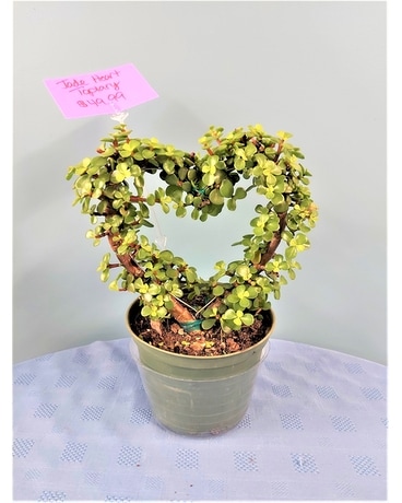Green Plant - Jade Heart Topiary Plant