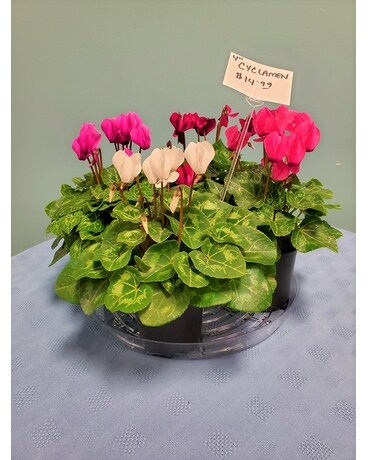 Blooming Plant - Cyclamen 4 in Assorted Plant