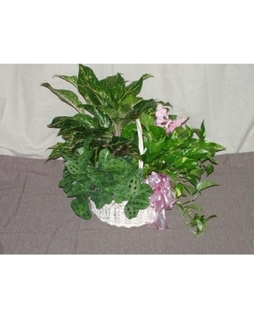 Green Plant Basket - 1 Flower Arrangement