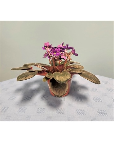 Blooming Plant - African Violet Plant
