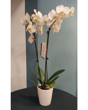 Blooming Plant - Orchid White Plant