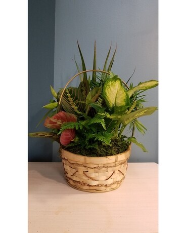 Green Plant Dish Garden - 8 Wicker Basket Plant