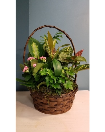 Green Plant Dish Garden - 9 Wicker Basket Plant