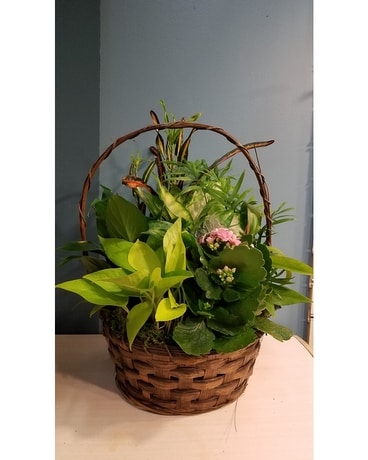 Green Plant Dish Garden - 10 Wicker Basket Plant