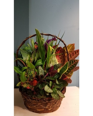 Green Plant Dish Garden - 11 Wicker Basket Plant
