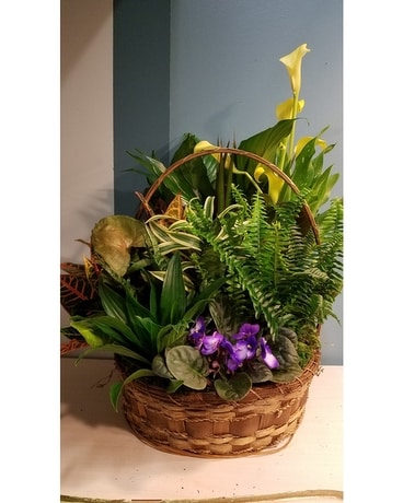 Green Plant Dish Garden - 14 Wicker Basket Plant