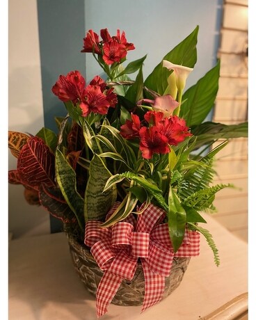 Green Plant Dish Garden - 12 Wicker Basket - Red Plant