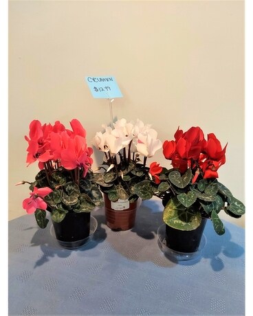 Blooming Plant - Cyclamen Pink Plant
