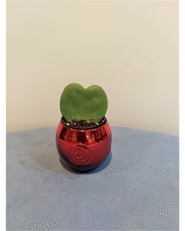 Green Plant - Hoya Heart Plant