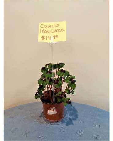 Blooming Plant - Shamrock - Iron Cross Plant