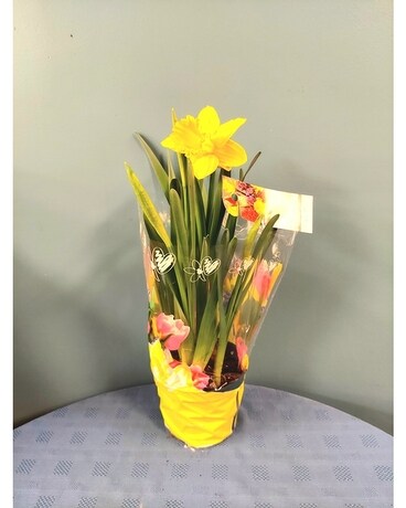 Blooming Plant - 6 inch Daffodil Plant