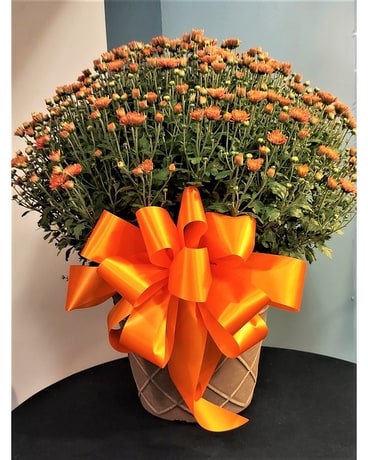 Blooming Plant Mum - Hardy Coral Plant