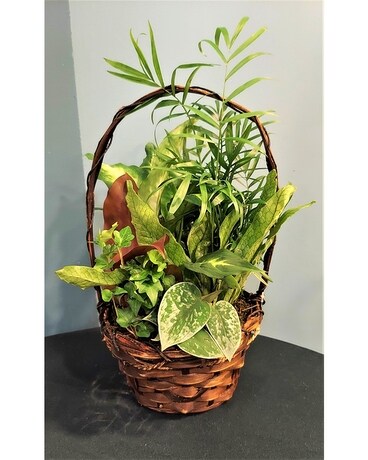 Green Plant Dish Garden - 7 Wicker Basket Plant