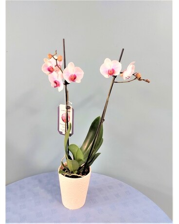Blooming Plant - Orchid White with Pink Plant
