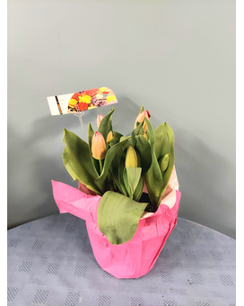 Blooming Plant - 6 inch Tulips - Pink Plant