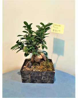 Green Plant - Bonsai - Gensing Ficus 2 Plant