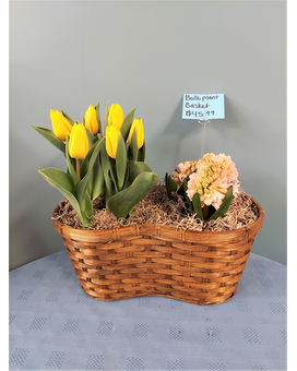 Blooming Plant - Tulips and Hyacinth in Wicker Plant