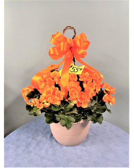 12 inch Hanging Basket Reiger Begonia - Orange Plant