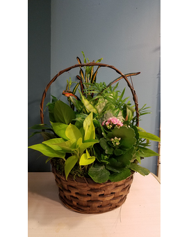 Green Plant Dish Garden - 10 Wicker Basket Plant