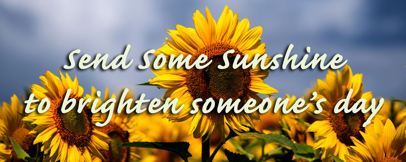 Beautiful Seasonal Flowers Banner