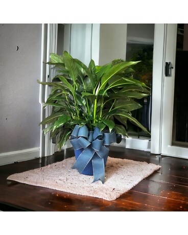 Jumbo Peace Lilly Plant