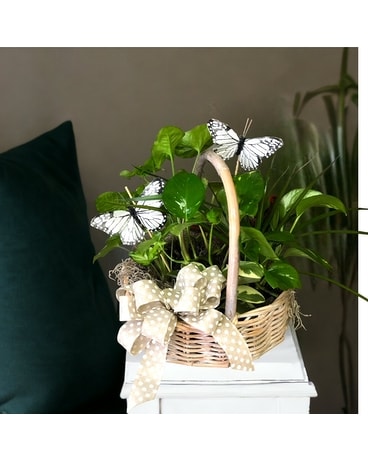 Large Dish Garden Plant