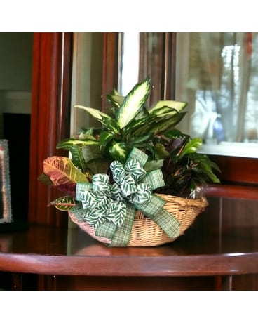 Medium Dish Garden Plant
