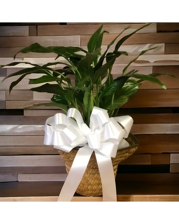 Large Peace Lilly Basket Plant