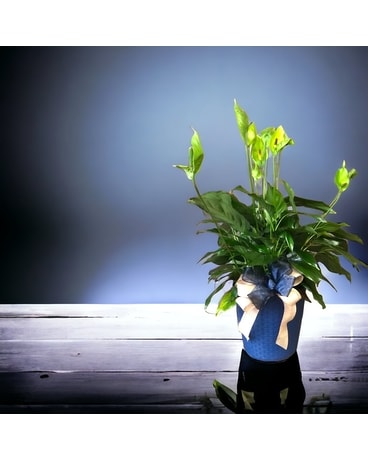 Small Peace Lilly Plant