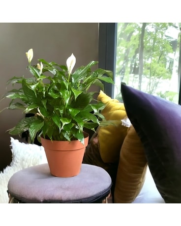Medium Peace Lilly Flower Arrangement