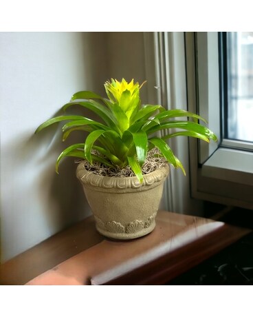 Medium Bromeliad Plant