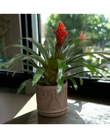 Large Bromeliad Plant