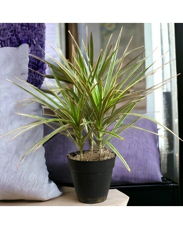 Medium Dracena Plant