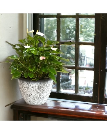 Large Anthurium Plant