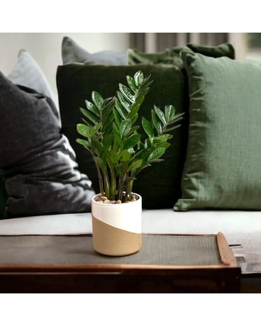 Zamioculcas 