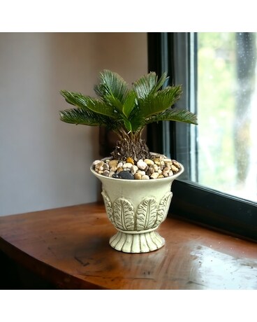 Kentia Palm Plant