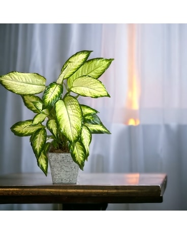 Dieffenbachia Plant