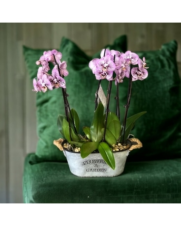Jumbo Phalaenopsis Orchid Plant