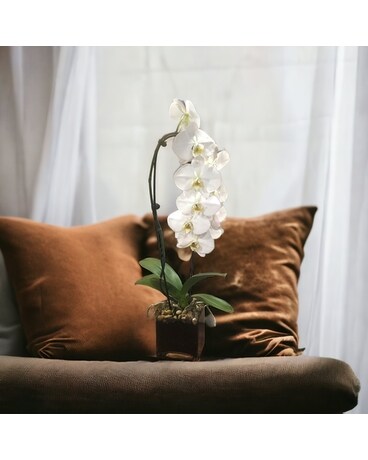 Single Phalaenopsis Orchid White Plant