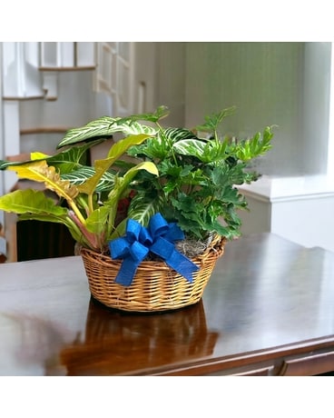 Jumbo Tropical Garden Plant