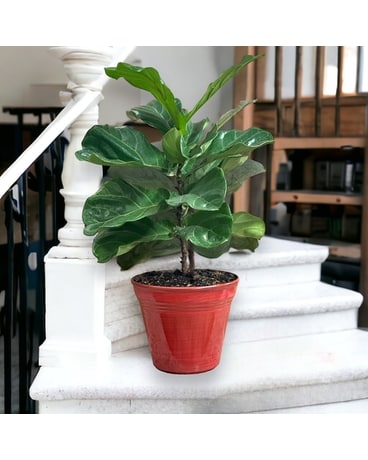 Fig Tree Plant