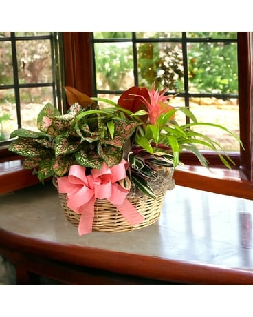 Jumbo Tropical Garden Plant