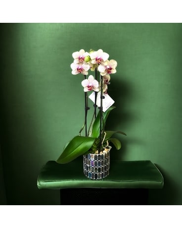 Double Phalaenopsis Orchid Flower Arrangement