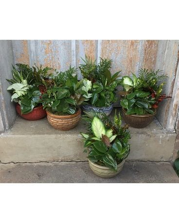 Dish Garden - Small Plant