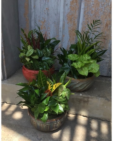 Dish Garden - Medium Dish Garden Plant