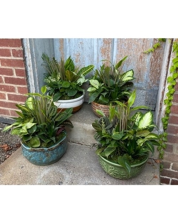 Dish Garden - Large Dish Garden Plant