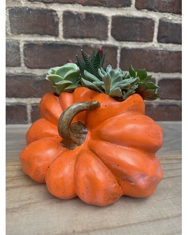 Spookley Succulent Pumpkin Custom product