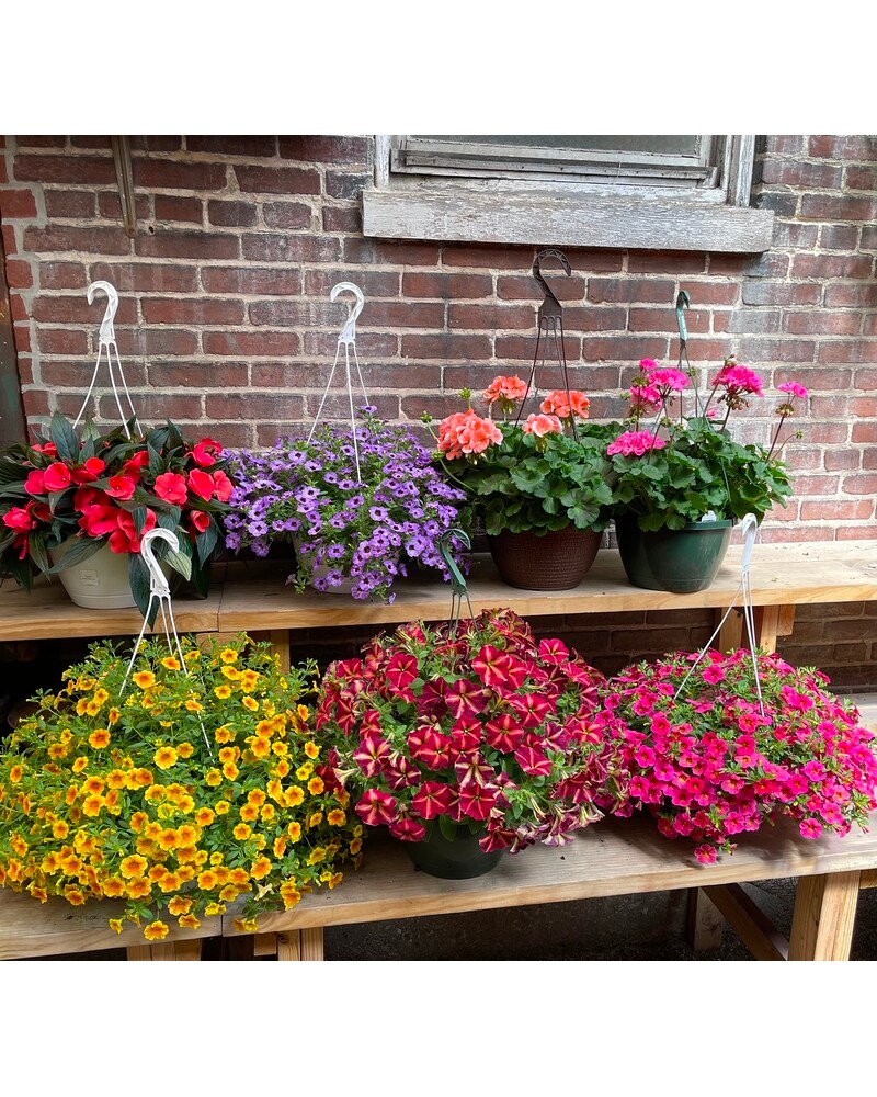 10” Assorted Hanging Baskets in York PA - Chas. A. Schaefer Flower